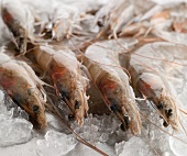 Shrimp on Ice