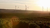 Vineyards and wind turbines in Deutschkreutz, Burgenland, Austria