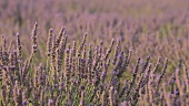 Blühendes Lavendelfeld