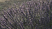 A field of flowering lavender