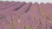 Blühendes Lavendelfeld