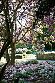 Blühender Magnolienbaum in einer Gartenanlage