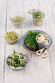 Various sprouting vegetables (broccoli, alfalfa, turnips, mungo beans, cress, sunflowers)
