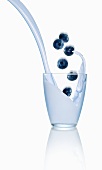 Blueberries falling into a glass of milk