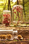 Leaves, berries and sweet chestnuts in upturned jars in autumn woodland