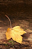 Ein herbstliches Ahornblatt