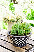 Succulents in pots on wooden terrace table