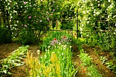 Vegetable patch and rose bushes in garden