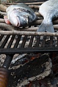 Close Up of Fish Grilling on an Outdoor Fire Pit