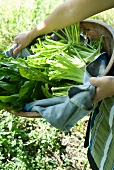Woman Carrying a Bowl of Freshly Picked Dandelion Greens