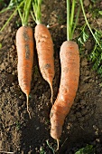 Freshly harvested carrots lying on the ground