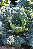 Savoy cabbage in the field
