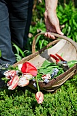 Tragekorb mit abgeschnittenen Tulpen im Garten