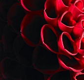 Eine rote Dahlienblüte