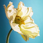 Eine weiße Mohnblume