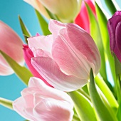 Pink tulips