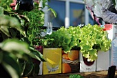 Lettuce and herbs in recycled drinks cartons