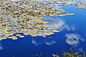 Water lilies in pond