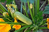 Cocozell Squash on the Plant in a Garden