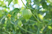 Tomatillo on Plant
