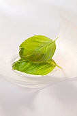 Basil leaves on a white surface