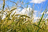 Ears of wheat