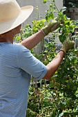 A woman tying tomato plants to a trellis