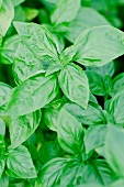 Fresh basil (close-up)