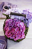 Hydrangea flowers in a wire basket