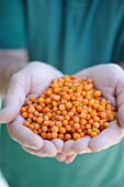 A person holding a handful of sea buckthorn berries