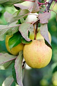 Äpfel aus dem Limousin (Frankreich)