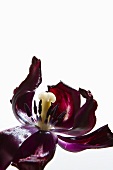 An overblown tulip