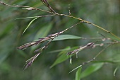Flowering bamboo stem