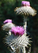 Eine blühende Distel