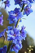 Blue delphinium flowers