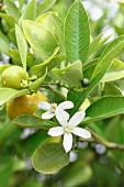 A citrus sprig with flowers and fruits