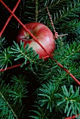 Christmas tree decorated with red apple and red woollen yarn