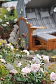 White flowering rose bush next to wicker beach chair in garden
