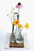 Heilpflanzen in drei Vasen