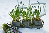 Perlhyazinthe und Schneeglöckchen im Schnee