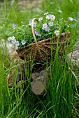 Korb mit Blumen auf einer Wiese