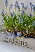 Tray with grape hyacinths