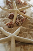 Decorative starfishes and seashells in sand