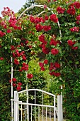 Rose arch at garden door