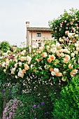 Blooming rose bushes and flowering plants in garden in front of house on a rise