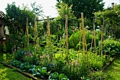 Flourishing vegetable patch and tied plant supports in garden