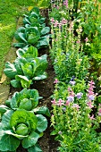 Cabbages and flowering herbs in vegetable patch