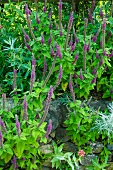 Flowering gamander (Teucrium hircanicum) in garden