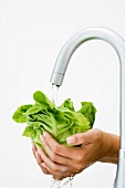Woman rinsing lettuce under faucet, cropped view of hands