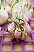 Fresh sprouting garlic